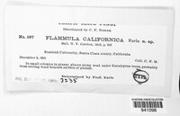 Flammula californica image
